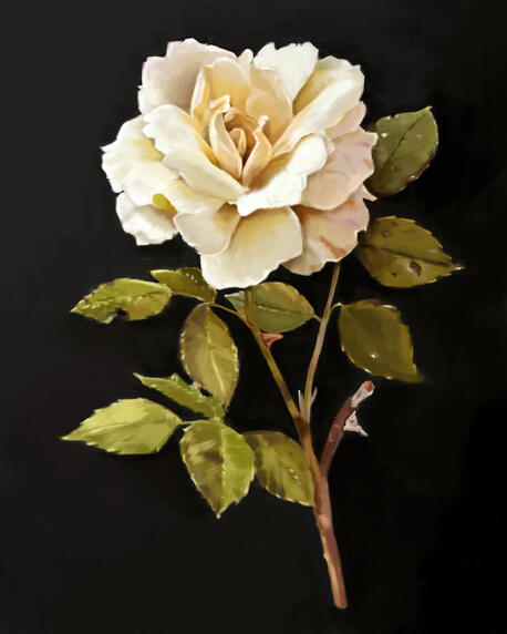 White Rose